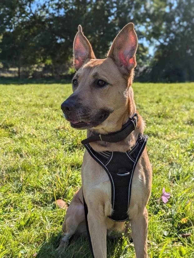 Malia, Mixed Breed (Fondation Brigitte Bardot)