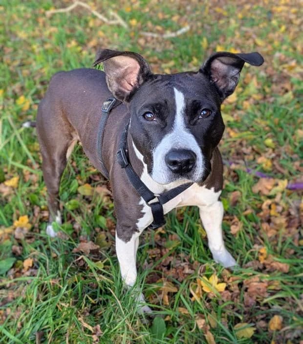 Roxi, Mixed Breed (Fondation Brigitte Bardot)