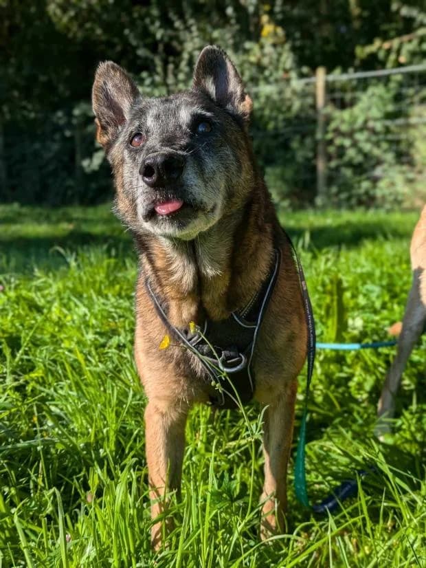 Lassy, Mixed Breed (Fondation Brigitte Bardot)