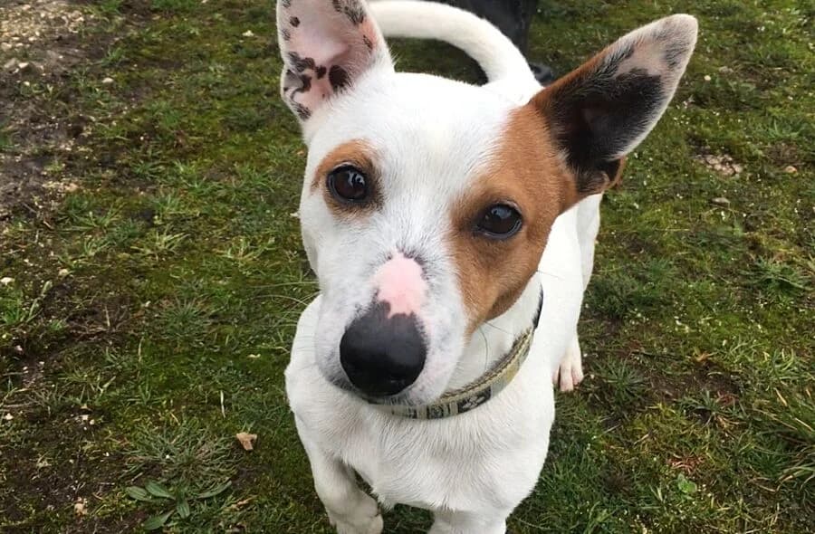 Hunter, male 4yo Jack Russell Terrier for adoption at 30 Millions d'Amis, Paris