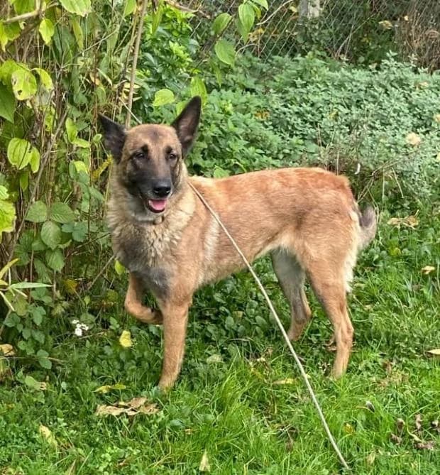 Layna, fawn female Mixed Breed for adoption at Fondation Brigitte Bardot, Paris