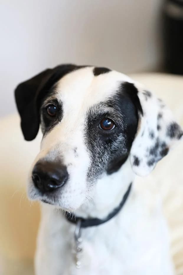 Galla, female Mixed Breed for adoption at Fondation Brigitte Bardot, Paris