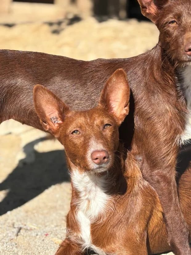 Lluvia, Mixed Breed (Fondation Brigitte Bardot)