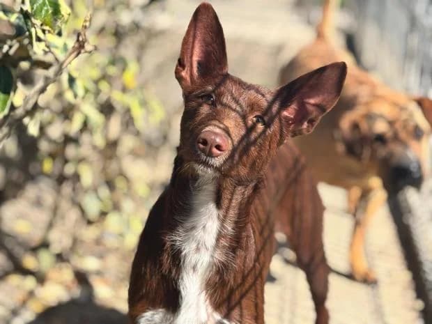 Abuelita, Mixed Breed (Fondation Brigitte Bardot)