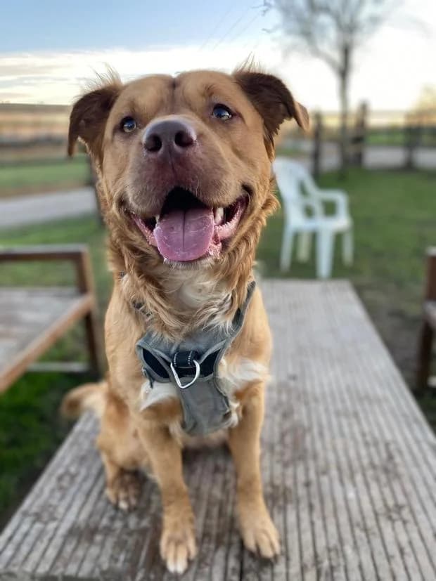 Floky, male Golden Retriever for adoption at Fondation Brigitte Bardot, Paris