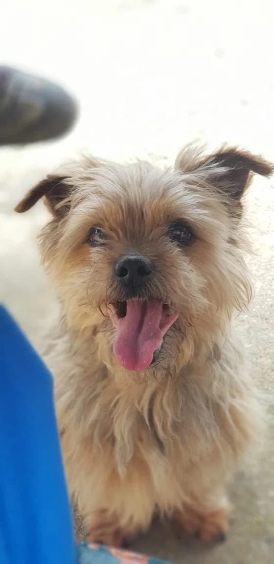 Shedan, Mixed Breed (Fondation Brigitte Bardot)
