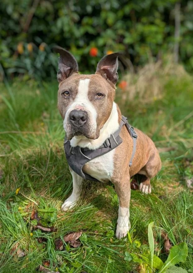 Half, male Mixed Breed for adoption at Fondation Brigitte Bardot, Paris