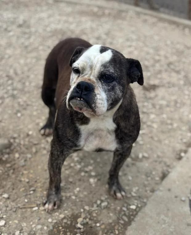 Xena, brindle female Mixed Breed for adoption at Fondation Brigitte Bardot, Paris