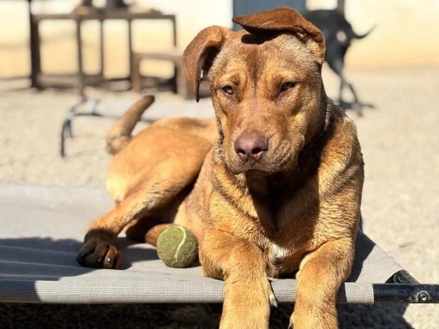 Jaya, Mixed Breed (Fondation Brigitte Bardot)