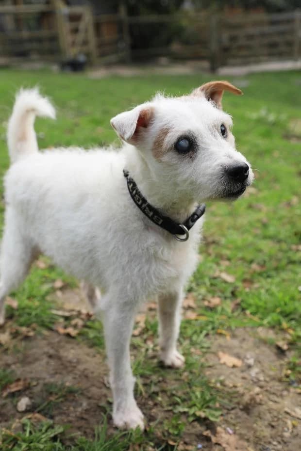 Gipsy, Mixed Breed (Fondation Brigitte Bardot)