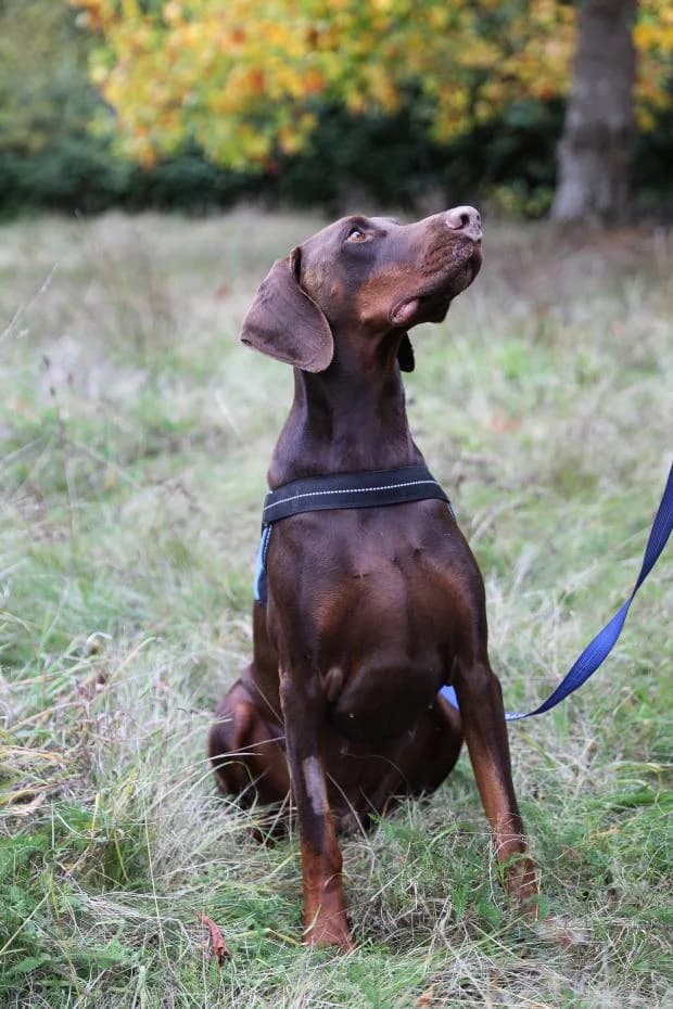 Urphe, Mixed Breed (Fondation Brigitte Bardot)