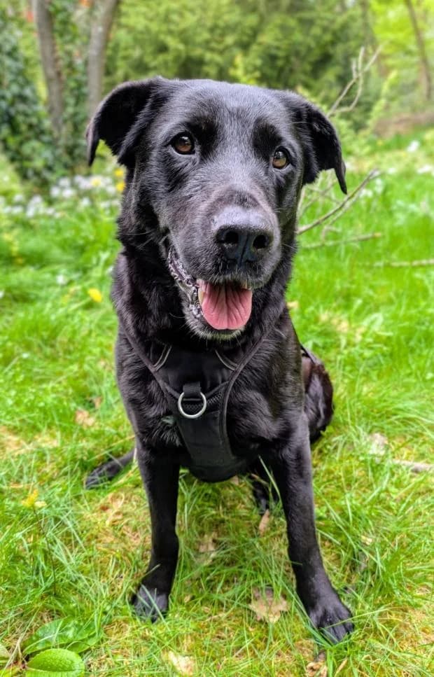 Angel, Labrador Retriever (Fondation Brigitte Bardot)