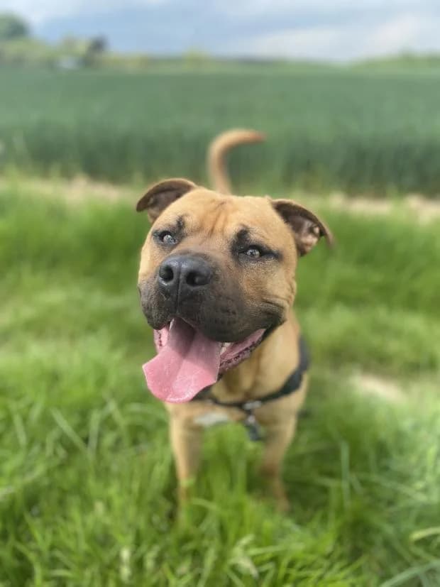 Tyson, Mixed Breed (Fondation Brigitte Bardot)