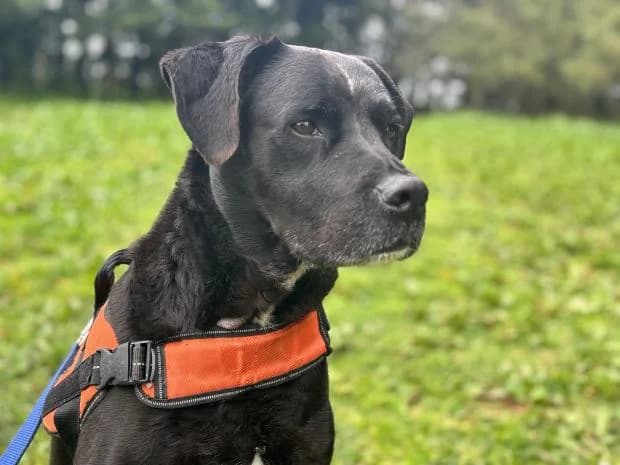Jul, male Labrador Retriever for adoption at Fondation Brigitte Bardot, Paris