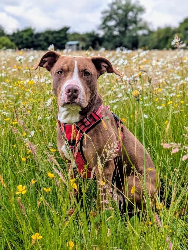 Amara, Mixed Breed (Fondation Brigitte Bardot)