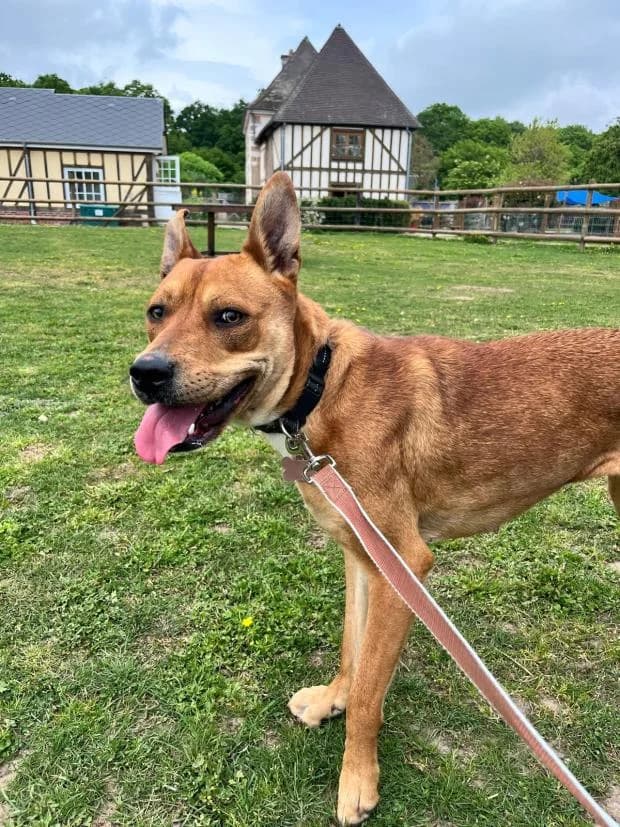 Cybel, female Mixed Breed for adoption at Fondation Brigitte Bardot, Paris