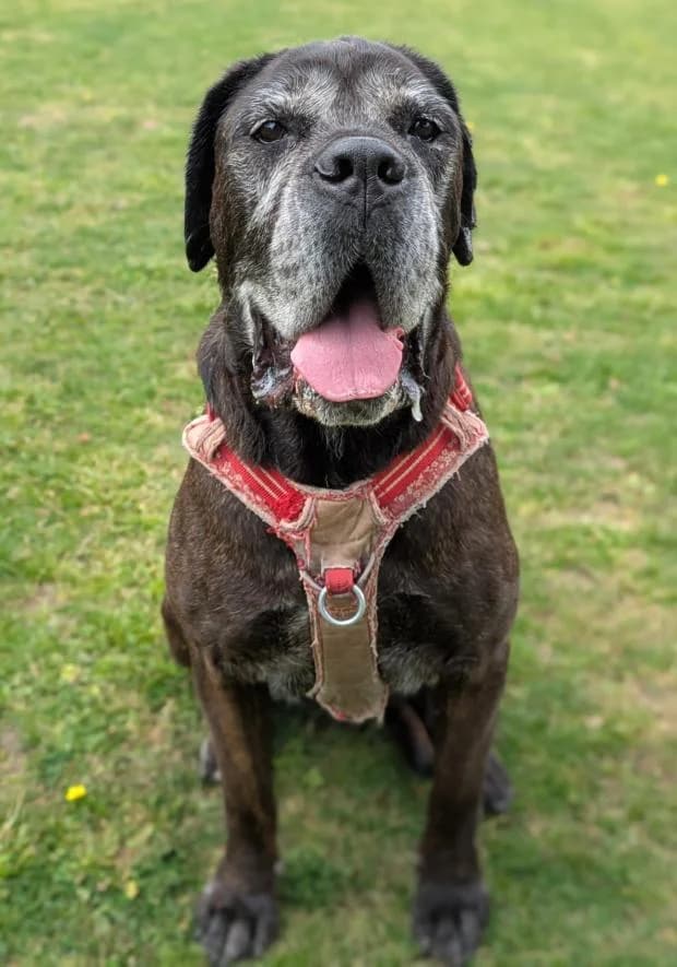 Naenia, female Cane Corso for adoption at Fondation Brigitte Bardot, Paris