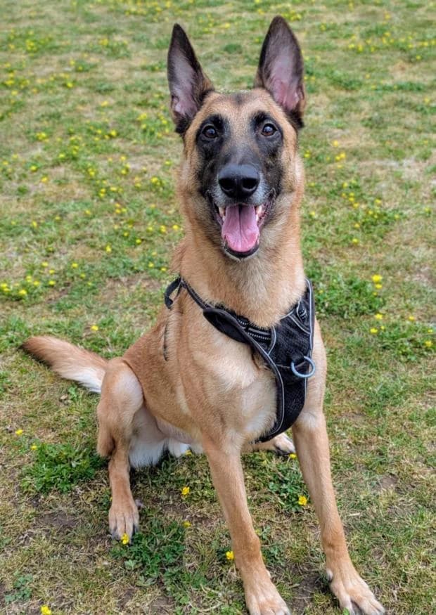 Saphir, Mixed Breed (Fondation Brigitte Bardot)