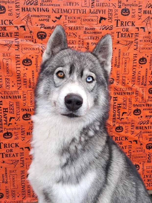 Black, male Husky for adoption at Fondation Brigitte Bardot, Paris