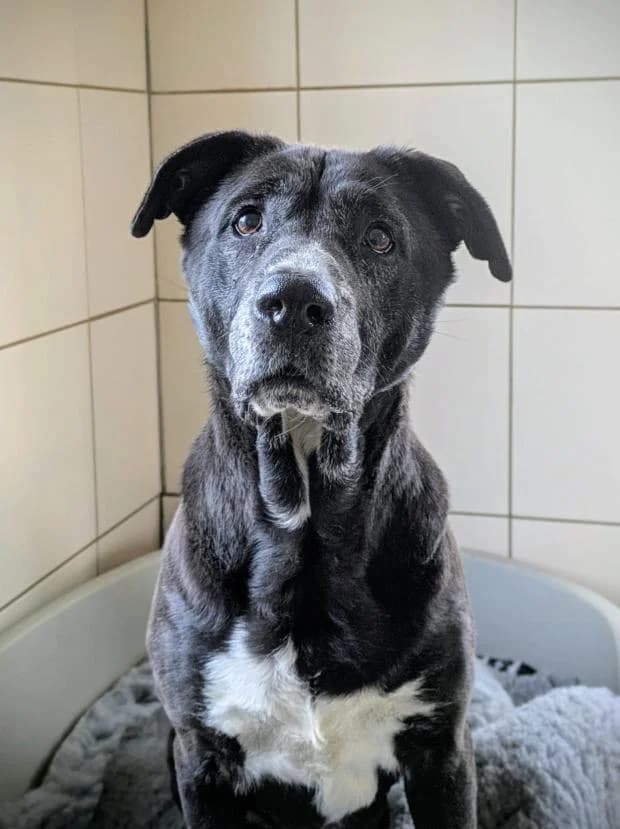Oziris, Mixed Breed (Fondation Brigitte Bardot)