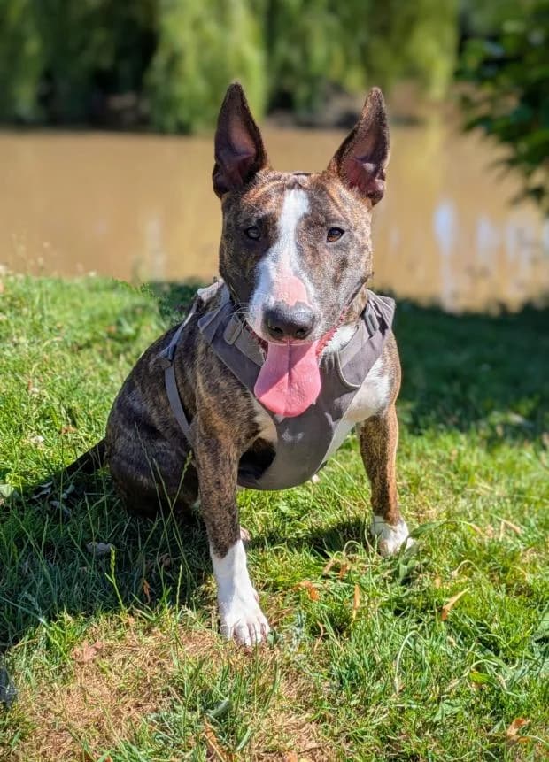 Stella, female Mixed Breed for adoption at Fondation Brigitte Bardot, Paris