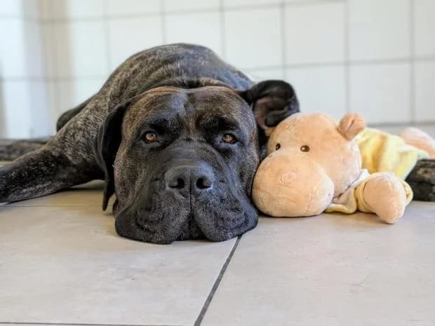 Presa, Mixed Breed (Fondation Brigitte Bardot)