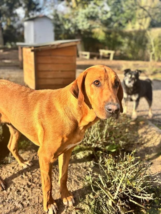 Ranger, Mixed Breed (Fondation Brigitte Bardot)