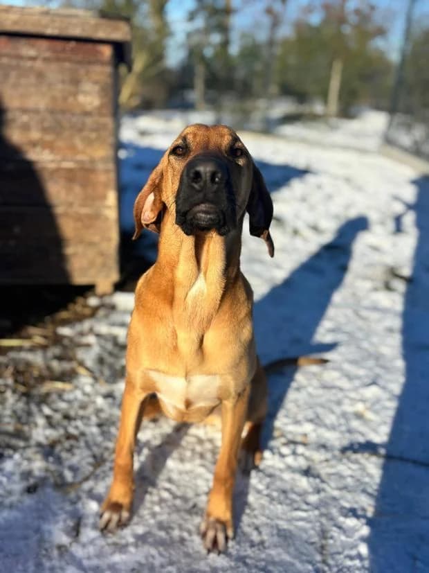 Oz, Mixed Breed (Fondation Brigitte Bardot)