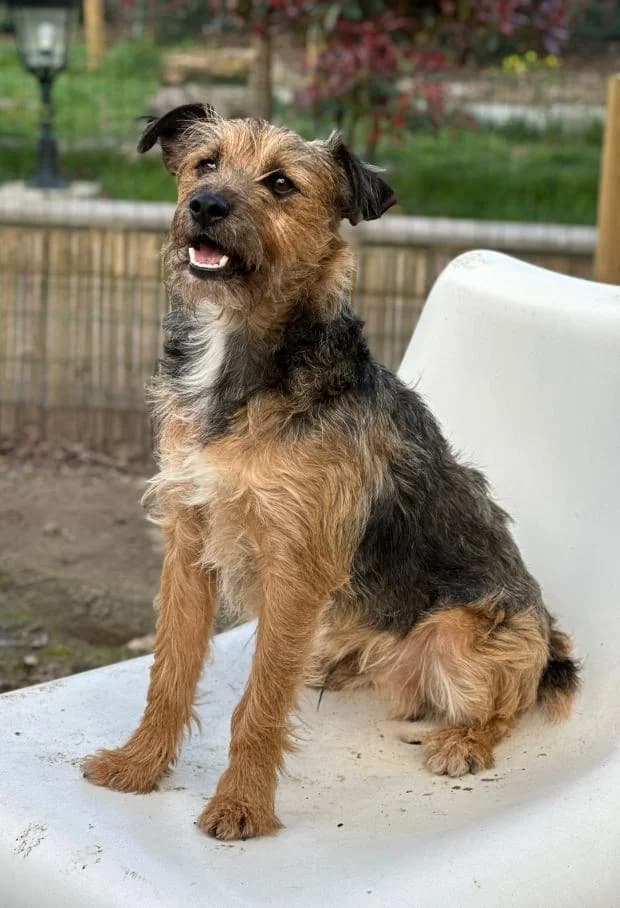 Waouh, male Mixed Breed for adoption at Fondation Brigitte Bardot, Paris