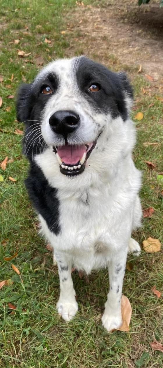 Lulu, Mixed Breed (Fondation Brigitte Bardot)