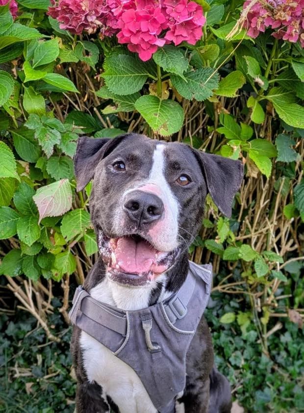 Kody, male Mixed Breed for adoption at Fondation Brigitte Bardot, Paris