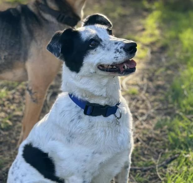 Oreo, Mixed Breed (Fondation Brigitte Bardot)