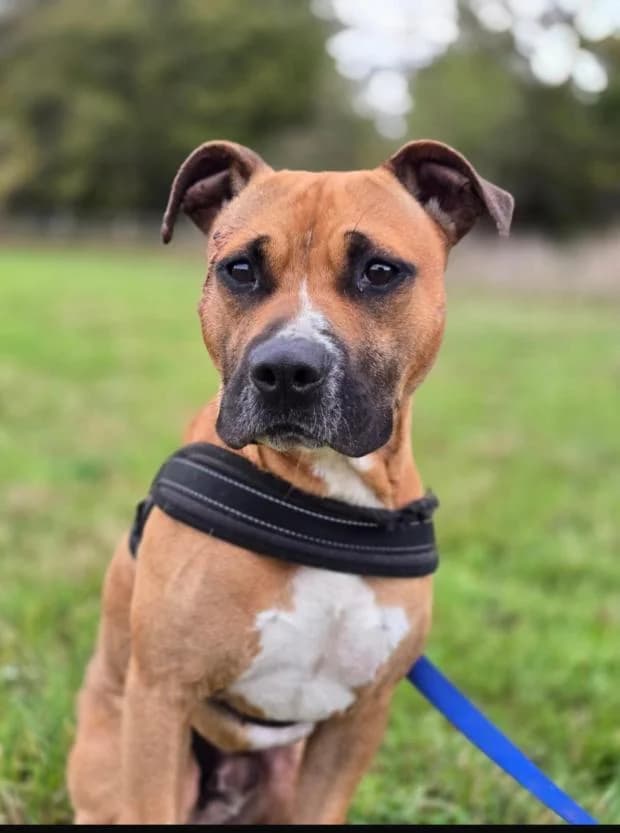 Symba, male Mixed Breed for adoption at Fondation Brigitte Bardot, Paris