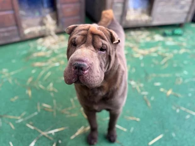 Pantone, male Shar Pei for adoption at Fondation Brigitte Bardot, Paris