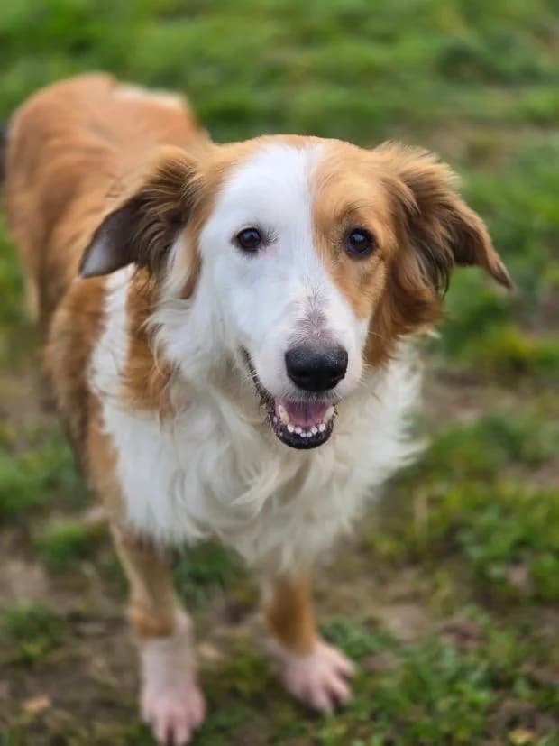 Whisky, female Border Collie for adoption at Fondation Brigitte Bardot, Paris