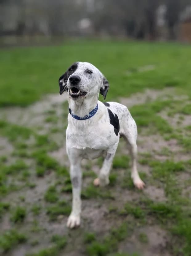 Rocky, male Border Collie for adoption at Fondation Brigitte Bardot, Paris