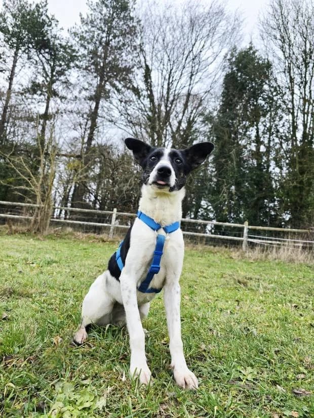 Violette, female Border Collie for adoption at Fondation Brigitte Bardot, Paris