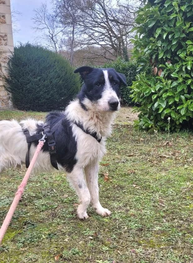 Voyou, Mixed Breed (Fondation Brigitte Bardot)