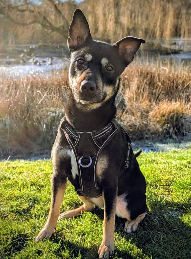 Nami, female Mixed Breed for adoption at Fondation Brigitte Bardot, Paris