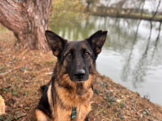 Sherkan, Mixed Breed (Fondation Brigitte Bardot)