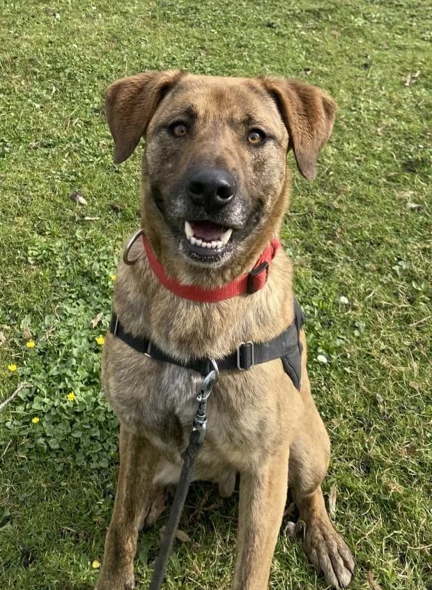 Poxy, Mixed Breed (Fondation Brigitte Bardot)