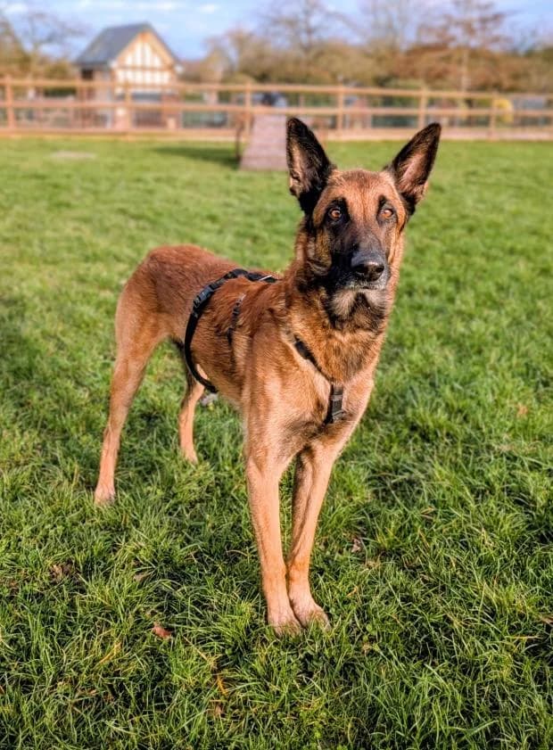 Orkan, Mixed Breed (Fondation Brigitte Bardot)