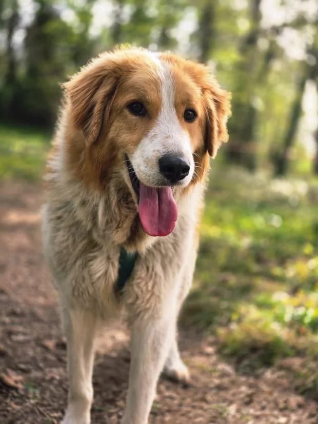 Silvestre, Mixed Breed (Fondation Brigitte Bardot)