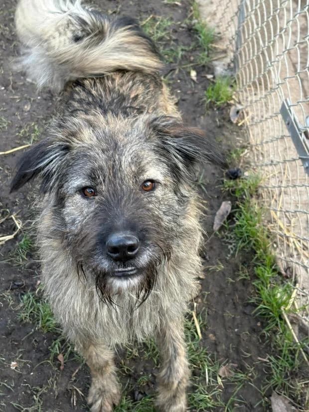 Medina, Mixed Breed (Fondation Brigitte Bardot)