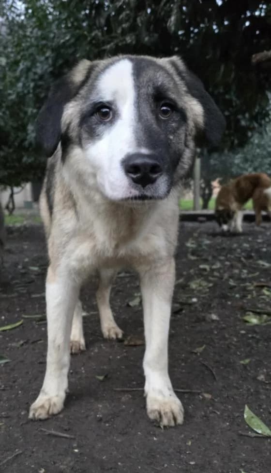 Mark, Mixed Breed (Fondation Brigitte Bardot)