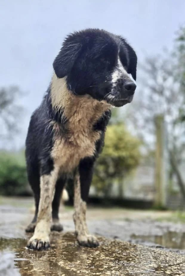 Marlene, Mixed Breed (Fondation Brigitte Bardot)