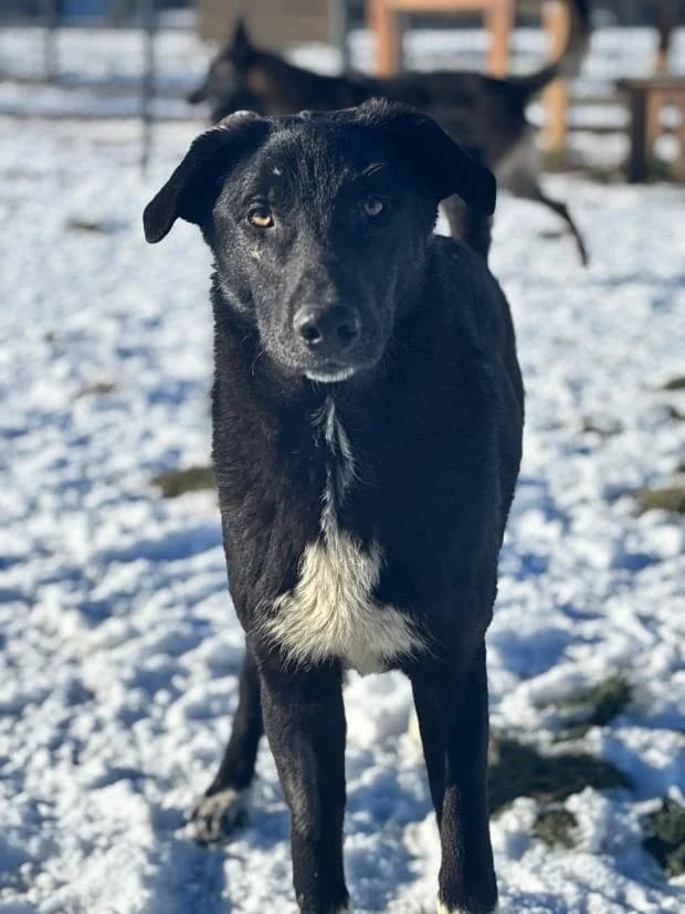 Lucky, male Mixed Breed for adoption at Fondation Brigitte Bardot, Paris