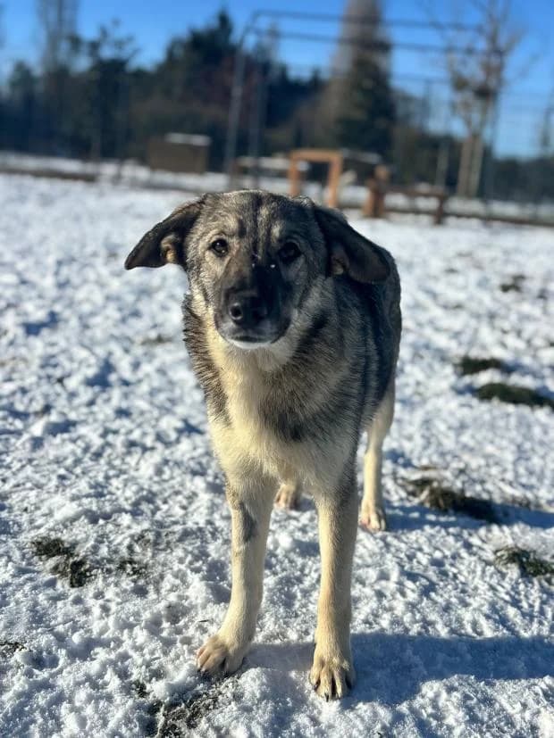 Leila, Mixed Breed (Fondation Brigitte Bardot)