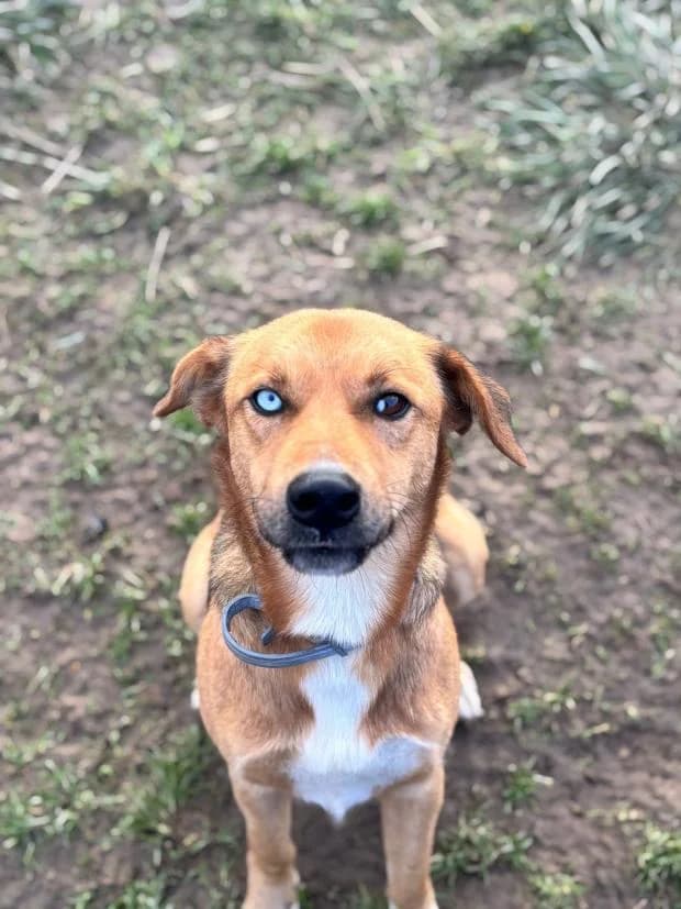 Svitech, Mixed Breed (Fondation Brigitte Bardot)