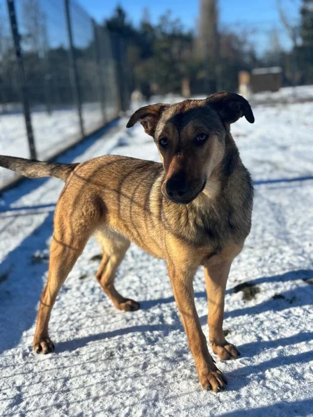 Lora, Mixed Breed (Fondation Brigitte Bardot)